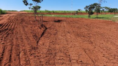 Bosque Cinquentenário de Ribeirão Corrente passa por revitalização