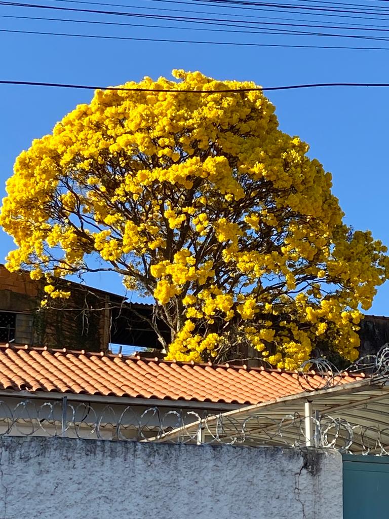 Árvore mais bonita do mundo' tem 860 anos, ganhou fama na pandemia e atrai  muitos turistas - Hora 7 - R7 Hora 7