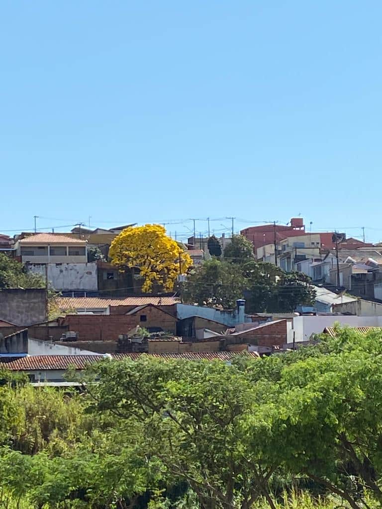 Árvore mais bonita do mundo' tem 860 anos, ganhou fama na pandemia e atrai  muitos turistas - Hora 7 - R7 Hora 7