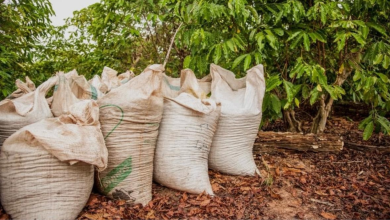 Sacas de café furtadas em Pedregulho