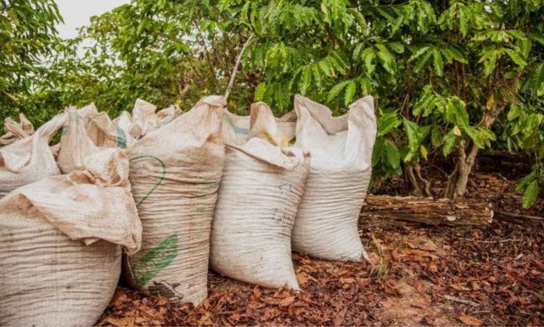 Sacas de café furtadas em Pedregulho
